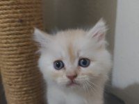 Rengarenk British Kardeşler