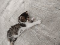 Kedimize Merhametli Bir Yuva Arıyoruz