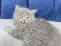 2 Aylık Kızımız British Longhair