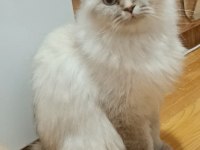 British longhair kızım yeni yuva arıyor