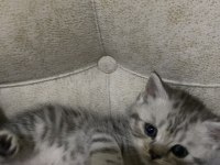 British shorthair yavrular yeni yuvalarına hazır