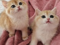 Golden british shorthair