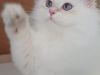 Safkan Anne Ve Babanın Wcf Onaylı British Longhair Yavruları