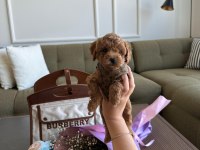 Baby face erkek poodle