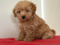Tatlı Minik Maltipoo Yavrular