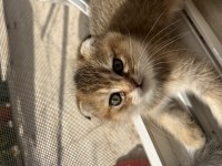 Scottish Fold Kedimiz 2 Aylık
