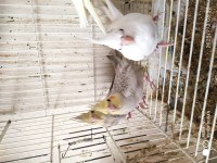 Yine Düşmüş Evcil Sultan Papağanları