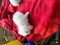 Irk Garantili Lop Tavşanı