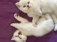 Safkan Beyaz British Sağlıklı Yavrularımız