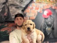 Burkem Çiftliğimizden A Kalite Golden Retriever