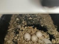 Yavru Alınmış Çift White Face Albino Sultan Papağanı