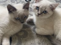 Britsh Shorthair Kedimiz