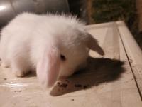 Pamuk Tavşanlar İlanda