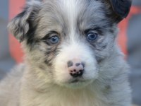 Safkan Border Collie Irk Garantili Yavru Köpekler