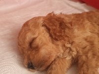 Oyuncu Maya Köpeğimiz