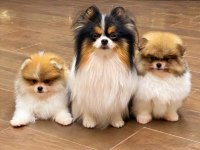 Muhteşem Ve Nadir Renkli Pomeranian