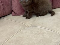 British Longhair Yavru Kedilerimiz