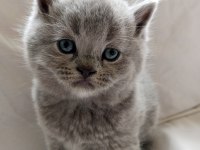 British shorthair scottish fold yavrular sahiplendirme