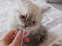 4 Aylık Kedimi Sahiplendireceğim