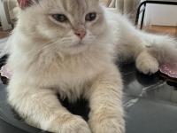 British longhair ay11 erkek yavrumuza yuva arıyoruz