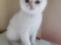 Scottish Fold Blue 2 Aylık