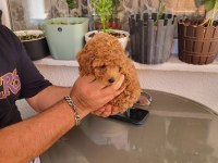 Gerçek Rus Tea Cup Poodle