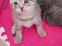 Kısırlaştırma Desteği Karşılığı Ücretsiz Kediler