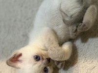 Tatlı Uysal British Bebişler