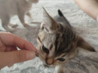 British Shorthair Fıstık Yeni Yuvasını Arıyor