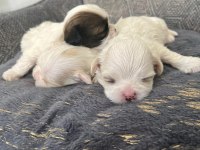 Ev Ortamında Bakılan Kendi Köpeğimizin Yavrularıdır