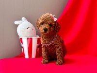 Safkan Toy Poodle Yavruları