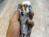 Show jumbo muhabbet kuşu