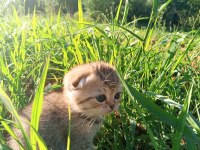 Scotish Fold Yavru Kedimiz