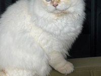 Erkek British Longhair