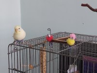 Eşi vefat etmiş erkek muhabbet kuşu