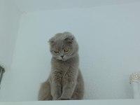 Safkan Scottish Fold