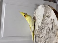 Sultan Papağanı Yavruları Sahiplendirilecek (₺)