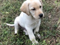 3-4 aylık yavru labrador