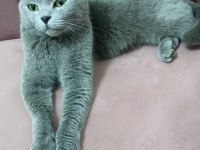 Kedimize yuva, aranıyor