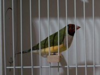 Gökkuşağı İspinozu - Gouldian Finch