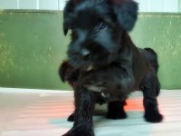 Minyatür Schnauzer Yavru