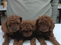 Toy Poodle Yavru Köpekler