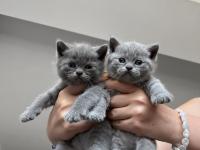 Lokum british bebeklerimiz