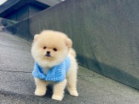 Ayı Surat Pomeranian Boo Yavrular