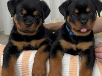 Sağlık ve ırk garantili rottweiler köpekler