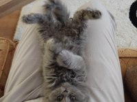 British Longhair Safkan Dişi Yavru