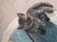 26 nisan doğumlu scottish fold kediler