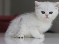 Full Şecereli Babadan Teslime Hazır Dişi Kedimiz