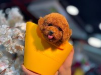 Güzel ve safkan toy poodle yavru köpekler