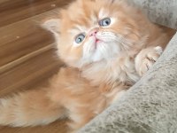 İran exotic longhair bebekler